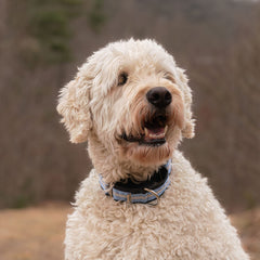 If It Barks nylon martingale collar close-up stitching shows durable hardware
