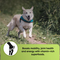 iHeartDogs Super Greens broccoli sprouts highlight antioxidant-rich greens