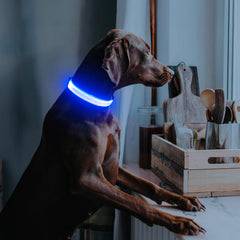 Illumifun collar shows three flash modes for customizable visibility.
