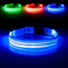 Illumifun Light Up Dog Collar worn by a dog during a night walk showing visibility