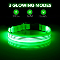 Illumifun light-up dog collar worn during night walks boosts visibility and safety