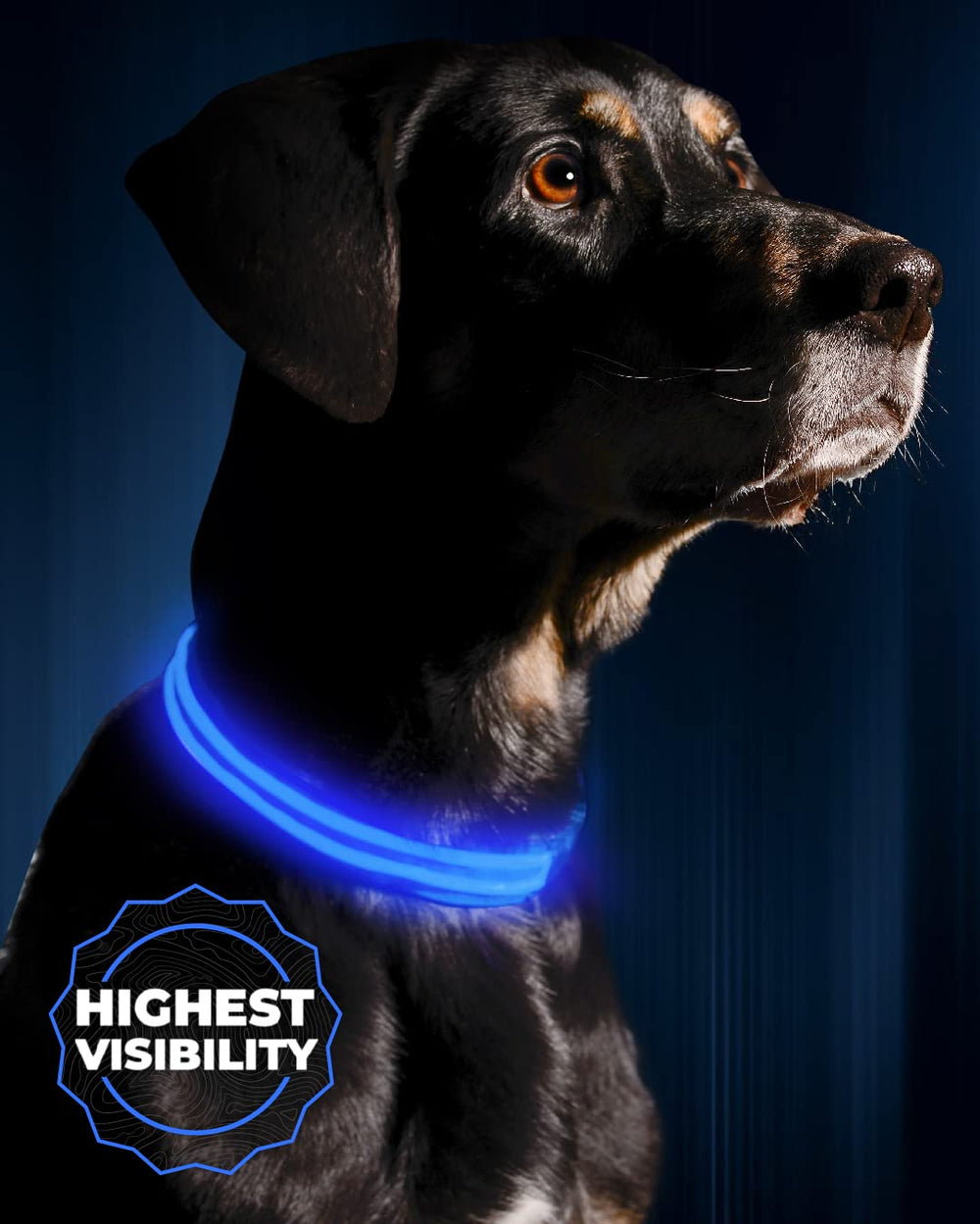 Illumiseen LED dog collar blue large on dog shows high-visibility night safety.