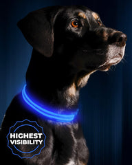 Illumiseen LED dog collar blue large on dog shows high-visibility night safety.