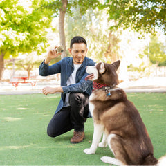 INSUM squeaky dog balls bright colors for quick visibility during fetch