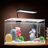 ipriro 3 gallon nano aquarium front view shows compact Betta-ready design ideal for desks