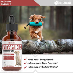 iVitamins Vitamin B for Dogs energy-support drops illustrate everyday vitality potential