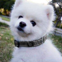 IVY&LANE 5ft nylon leash demonstrates durable grip for confident daily walks.