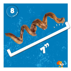 Jack&Pup Bully Springs 7-inch in action, dog enjoying a long-lasting chew
