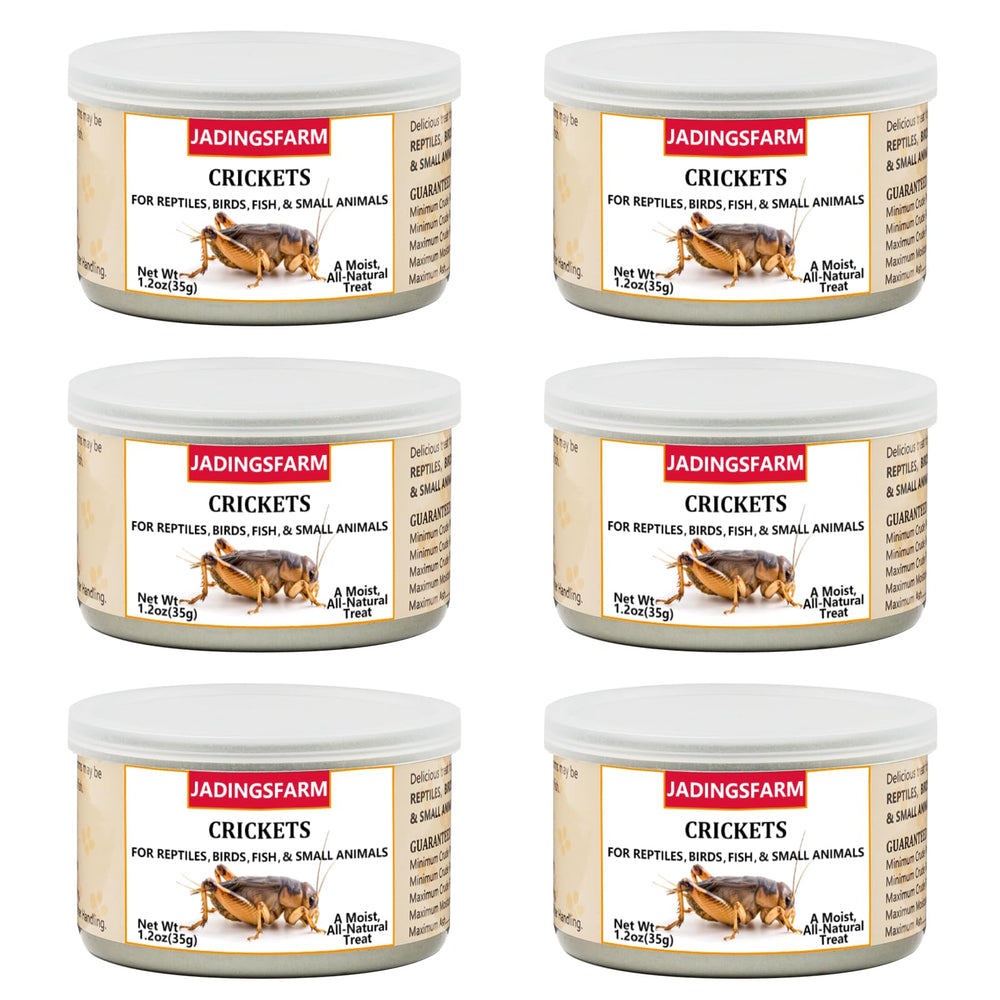JADINGSFARM 6pack crickets for pets—the ideal protein-rich feeding option for reptiles and birds.