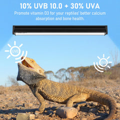 Jaenmsa bearded dragon basking-scene setup demonstrates practical UVB for activity.