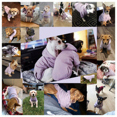 JECIKELON purple small hoodie worn by dog for cozy warmth outdoors