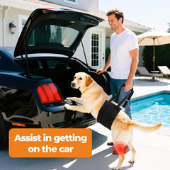Jestrem Dog Lift Harness adjustable straps on a large dog for secure fit.