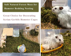 JFWOD forest moss bedding in terrarium setting providing natural humidity and habitat feel.