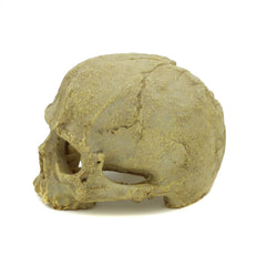 JIHAQUA resin skull hides create natural hiding spots in reptile tanks.