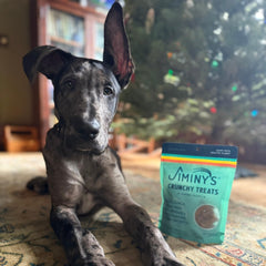 Dog sniffing Jiminy's Crunchy Original treat suggests appealing aroma and flavor.