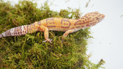 Jinymral leopard gecko substrate close-up shows natural color and impurity-free composition.