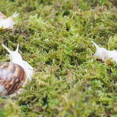 Jinymral snail habitat humidity demo highlights natural substrate in enclosure.
