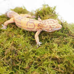 Jinymral substrate expands when submerged to form a fluffy, humidity-friendly gecko bed.