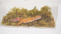 Jinymral natural substrate in terrarium decor adds humidity and aesthetic appeal.