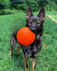 Jolly Pets Bounce-n-Play 6in orange ball in action for kicking, chasing, retrieving.