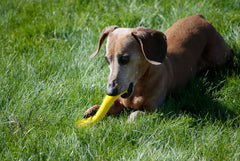 Jolly Pets Jolly Bone small yellow chew-action image showcases fetch-ready bounce.