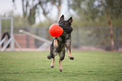 Jolly Pets soccer ball textured-grip edge aids wet handling during play.