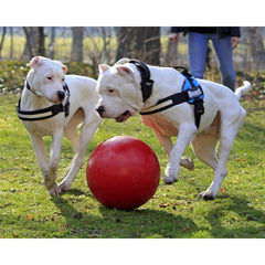 Jolly Pets Push-n-Play Ball dog toy 14 inches red for safety and lasting play.
