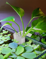 joqepy 3-hole hanging plant holder enables stable mounting in tanks