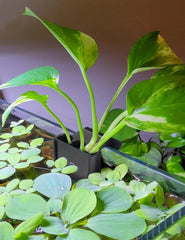 joqepy aquarium plant holder back-clip design keeps plants firmly in place
