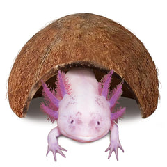 JOR Axolotl Cave coconut shell hideout offers private retreat for axolotl