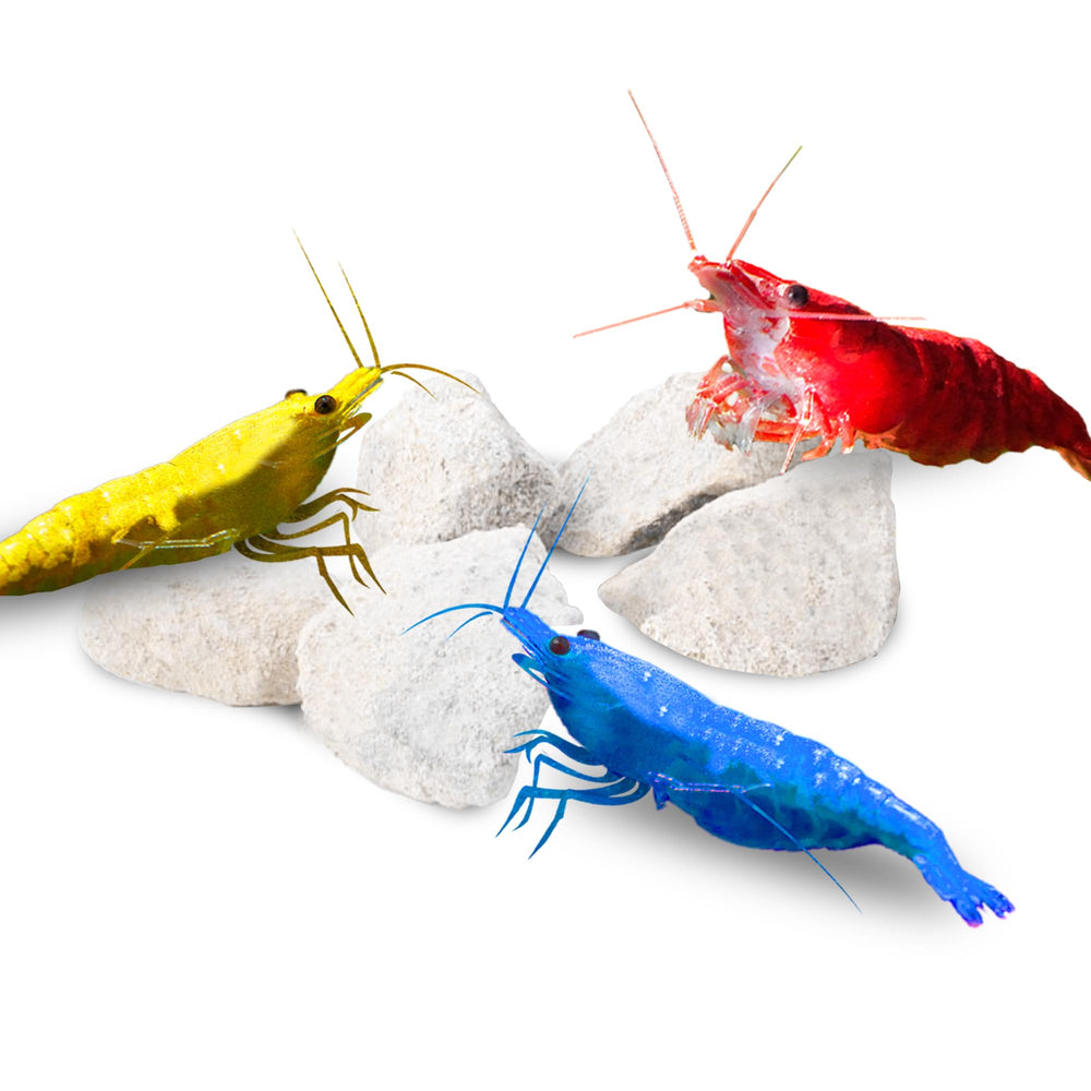 JOR Calcium Rocks shrimp-colors — boosts color intensity and natural beauty in your tank