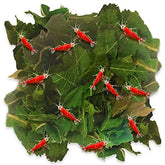 JOR dried shrimp mulberry leaves pack ready for shrimp feeding and water conditioning.