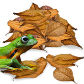 JOR Dwarf Frog Leaf Litter closeup showing natural texture for realistic habitat