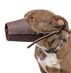 JorVet leather muzzle adjustable straps demonstrating secure fit and comfort.