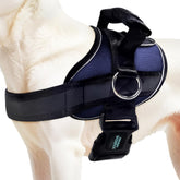 Joyride Harness 2.0 side ring no-pull on dog during calm city walks with better control.