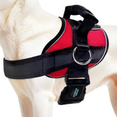 Joyride Harness 2.0 side-ring no-pull design for calmer walks and easy control.