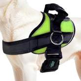Joyride Harness 2.0 side-ring on dog chest for calm, no-pull walks.