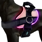 Joyride Harness LED light-up dog harness for night visibility during walks.