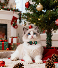 Joytale bow-tie cat collar removable for versatile, stylish kitten looks.
