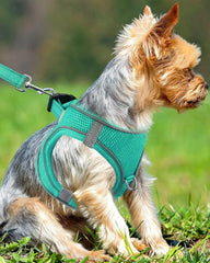 Joytale breathable air mesh harness demonstrates cool, comfortable wear.