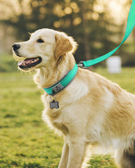 Joytale dog collar metal buckle teal ensures secure daily use