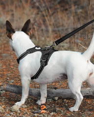 Joytale dog leash durable nylon webbing for daily use