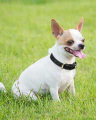 Joytale leather collar with metal buckle demonstrates durable hardware for lasting daily use.