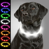 Joytale light up dog collar closeup highlighting illuminated strap for night visibility.