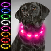 Joytale light-up dog collar visible at night for safer night walks.