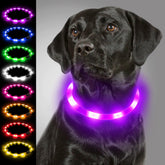 Joytale Light Up Dog Collar glows bright purple for night-time visibility.