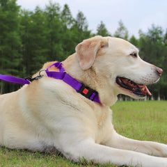 Joytale martingale collar purple reflective strips improve visibility in low light