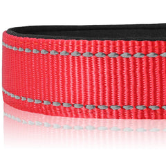 Joytale adjustable XL collar on large dog during hiking