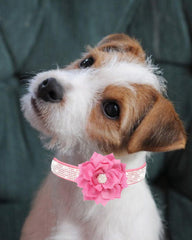 JUFOO Rhinestone Dog Collar pink side worn shows durable hardware for lasting daily use.