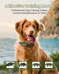 Jugbow two-dog training system ready for simultaneous sessions.